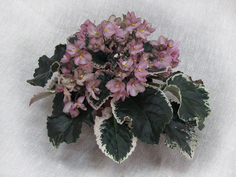 2 место – Wild Irish Rose(S. Sorano), колл. С.Патрушева