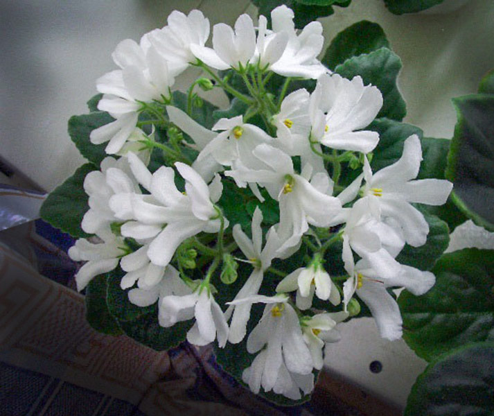 1 место – Lunar Lily white, колл. Н. Дорофеев