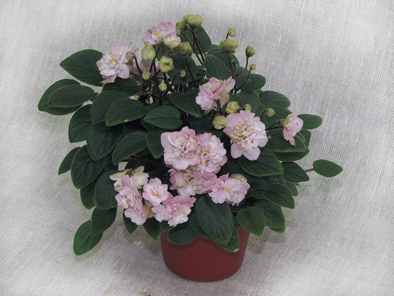 2 место – Pink Mint (S. Sorano), колл.  Л. Пак