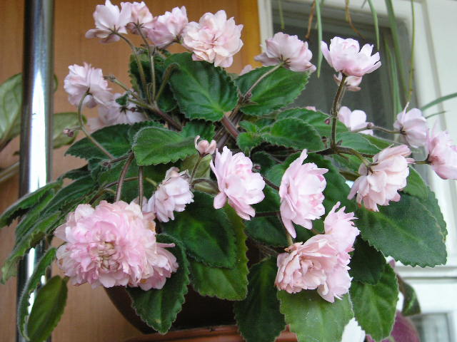Литуаника (Бутене)