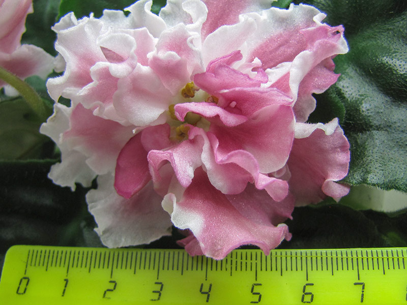 Миндаль(условно)