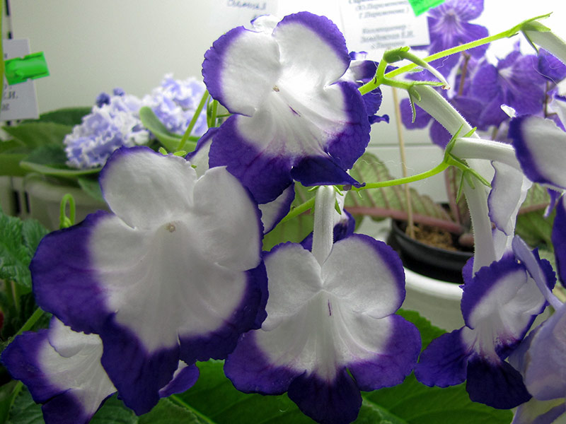 Fleischle Roulette Azur (Fleischle)