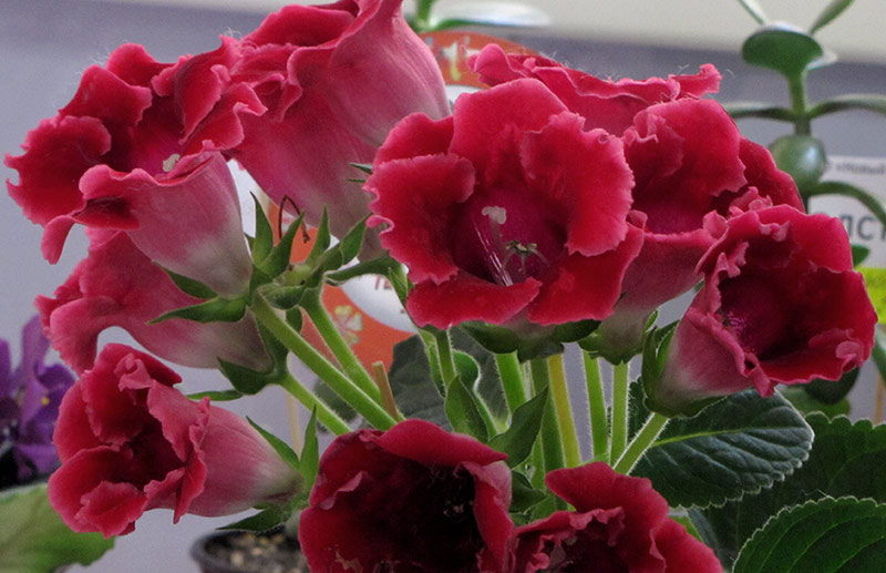 Avanty Red