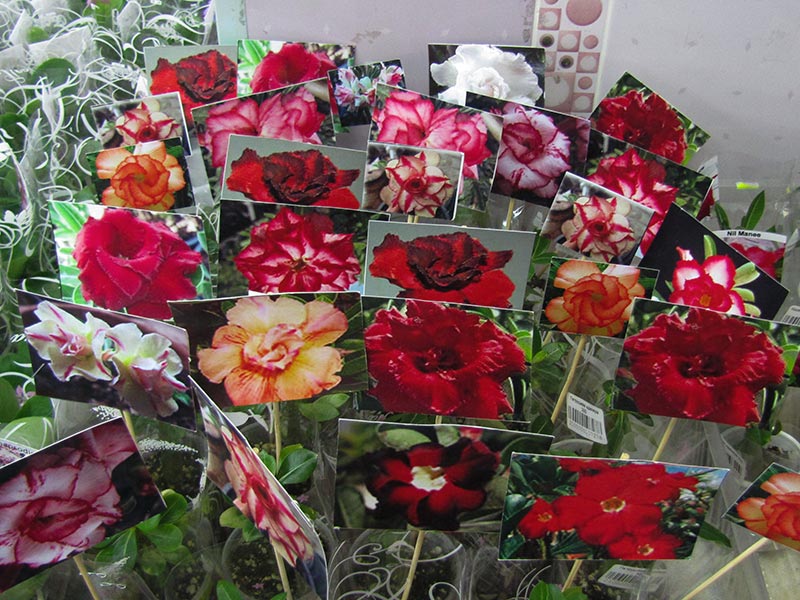 adenium3.jpg