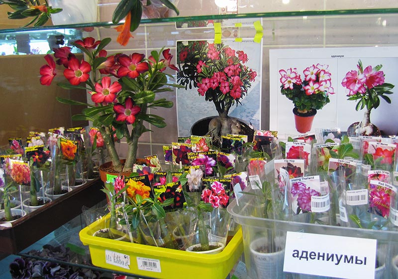 adenium4.jpg
