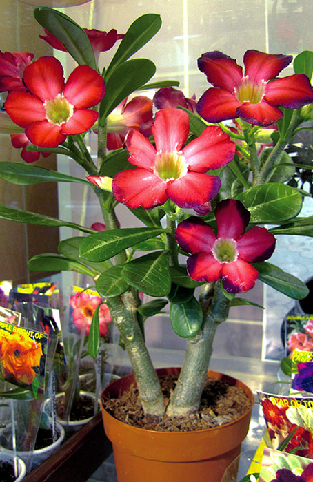 adenium5.jpg