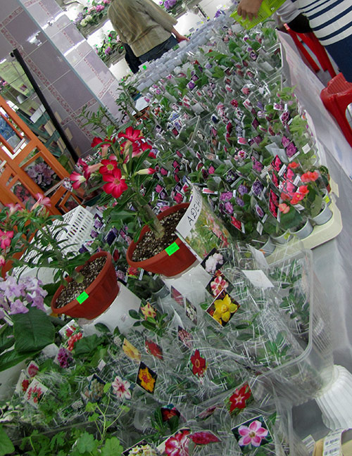 adenium2.jpg