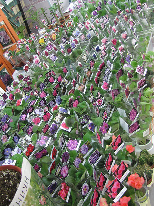 adenium1.jpg