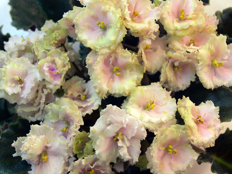 Allegro Watermelon Ruffles_1.jpg