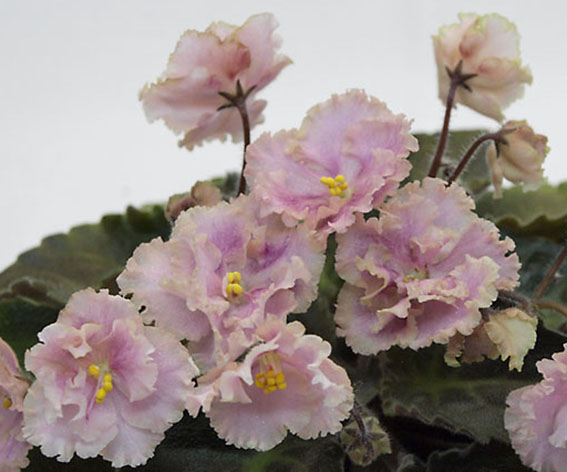 Rob's Antique Rose_1.jpg
