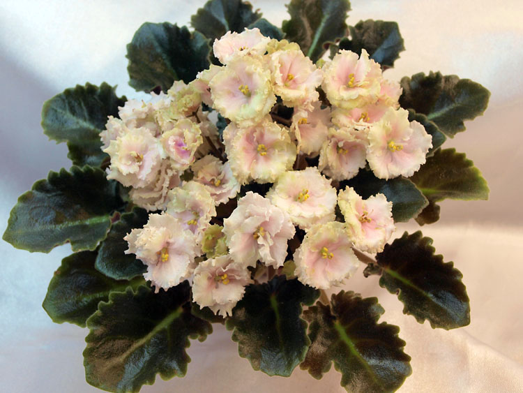 Allegro Watermelon Ruffles_2.jpg