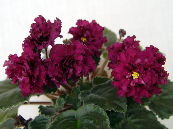 DSC05836.jpg
