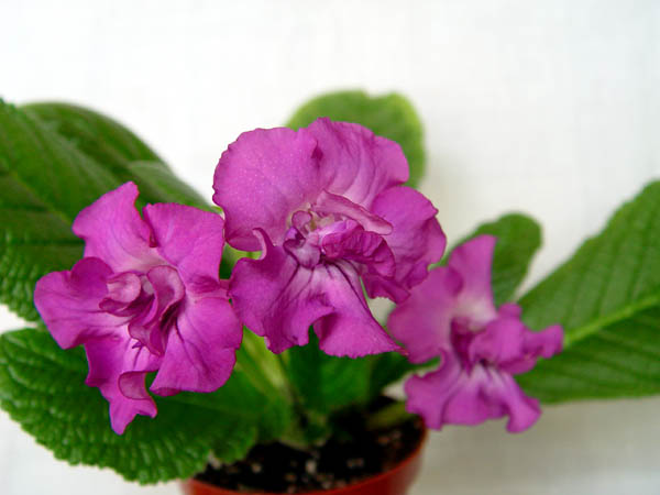 DSC05829.jpg