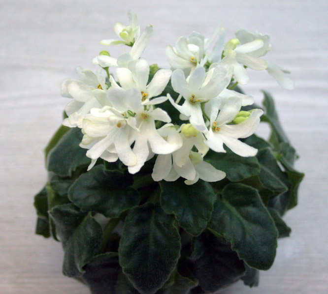 Lunar Lily White