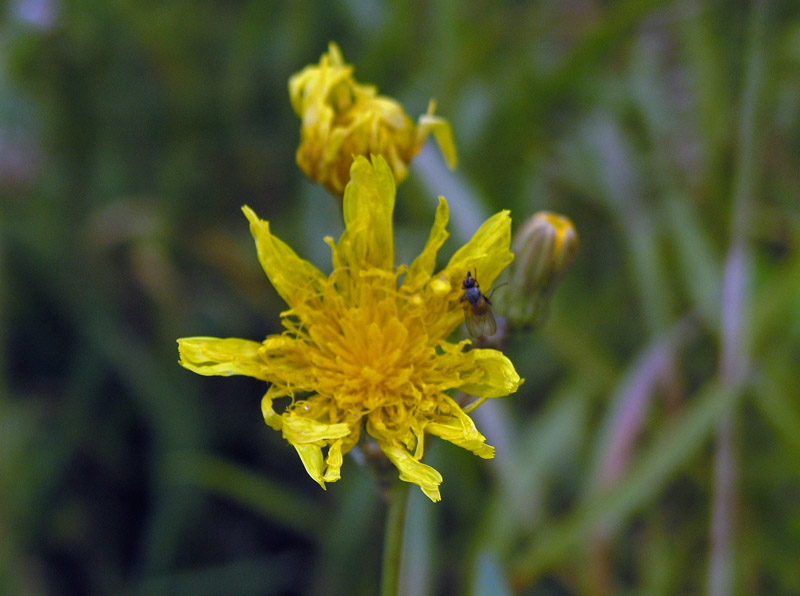 P7272497.JPG
