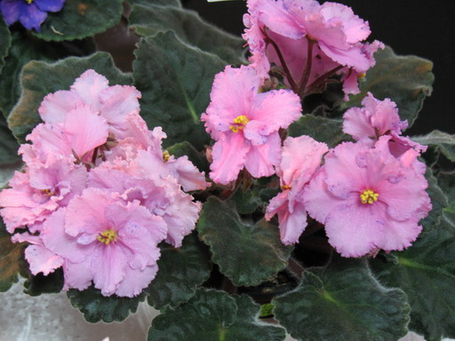 Blushing Fantasy