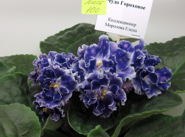 Чудо-Гороховое.jpg