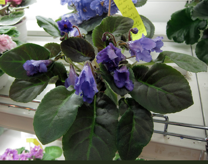 Senk's-Big-Bells.jpg