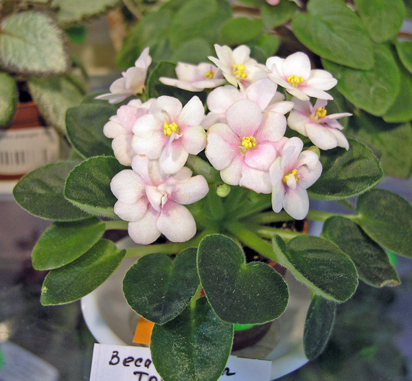 Beca's Green Touch (C. Beca), колл. В. Титовская