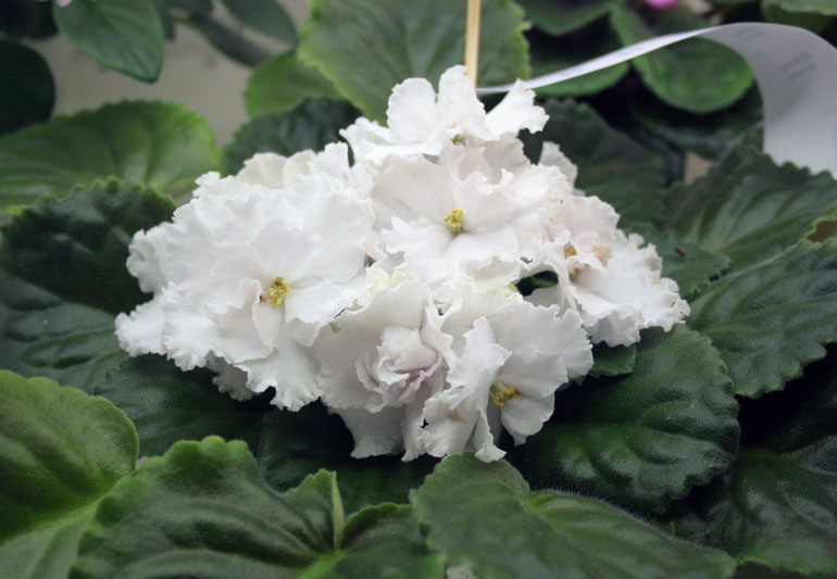 ЛЕ-Жизель