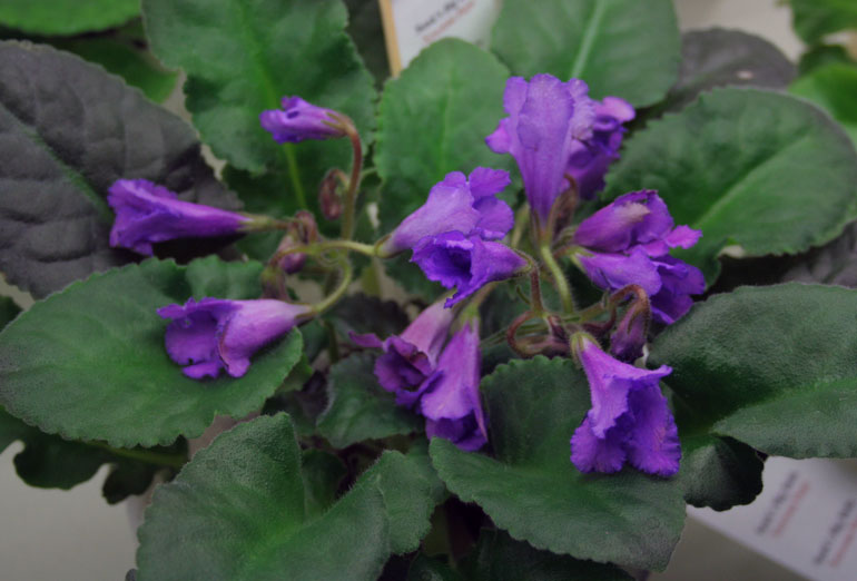 Senk's Big Bells