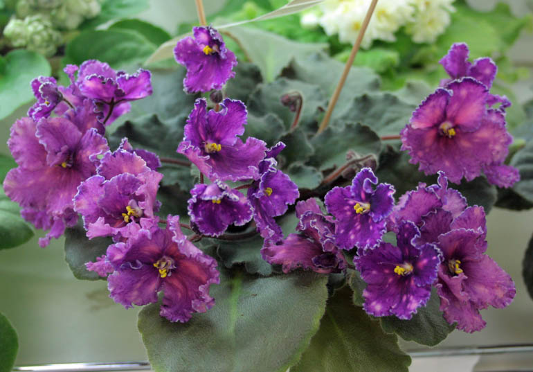 Spanish Dancer