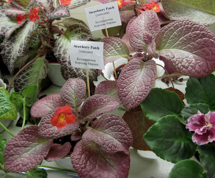 Strawberry-Patch..jpg