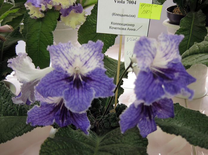 Viola-7004.jpg