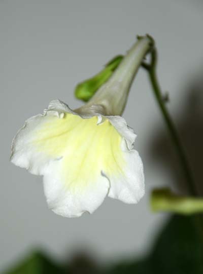 Lemon Curd 3.jpg