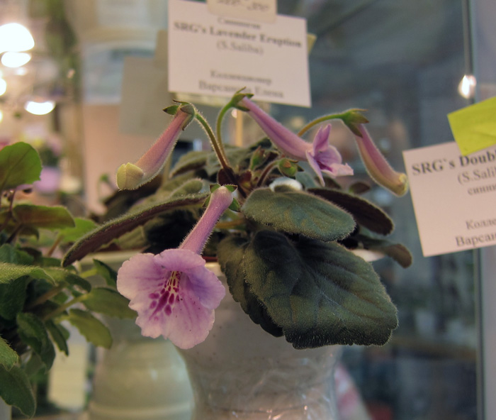 SRG's-Lavender-Eruption.jpg