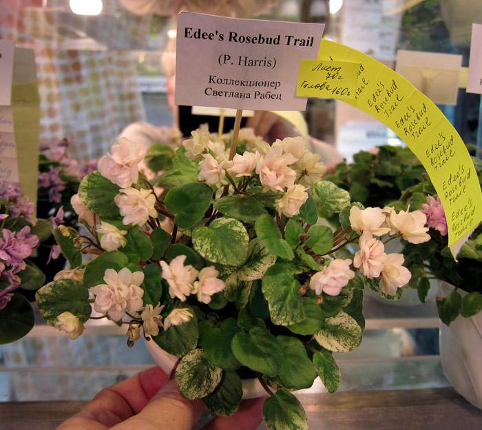 Edgee's-Rosebud-Trail.jpg