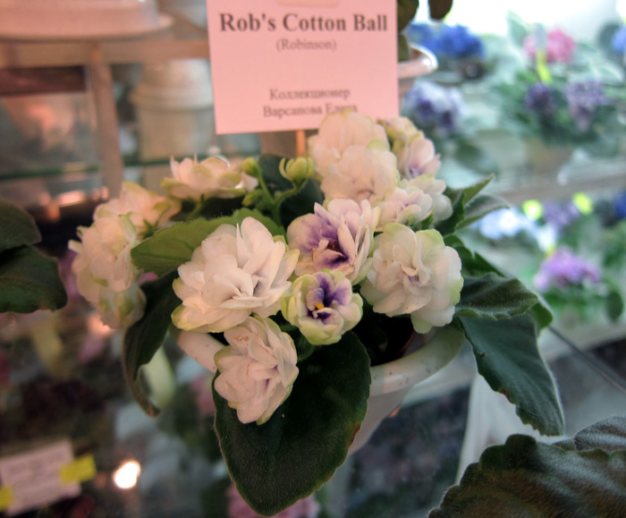 Rob's-Cotton-Ball.jpg
