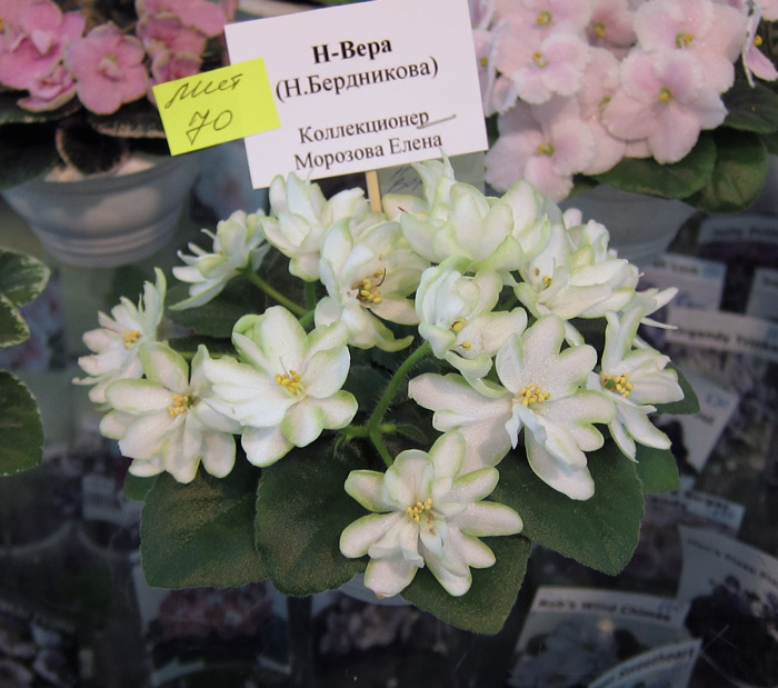 Н-Вера.jpg