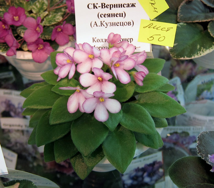 СК-Вернисаж-(сеянец).jpg