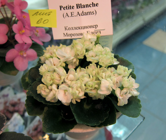 Petite-Blanche.jpg
