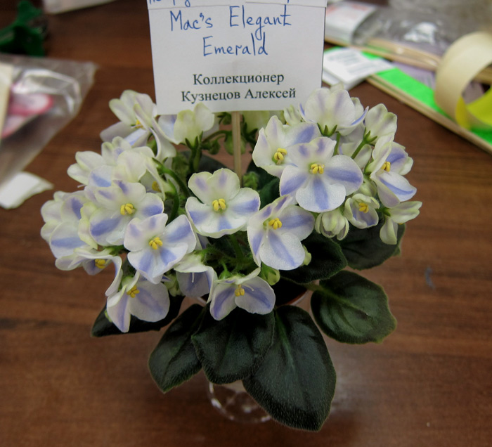Mac's Elegant Emerald (химерный спорт).jpg