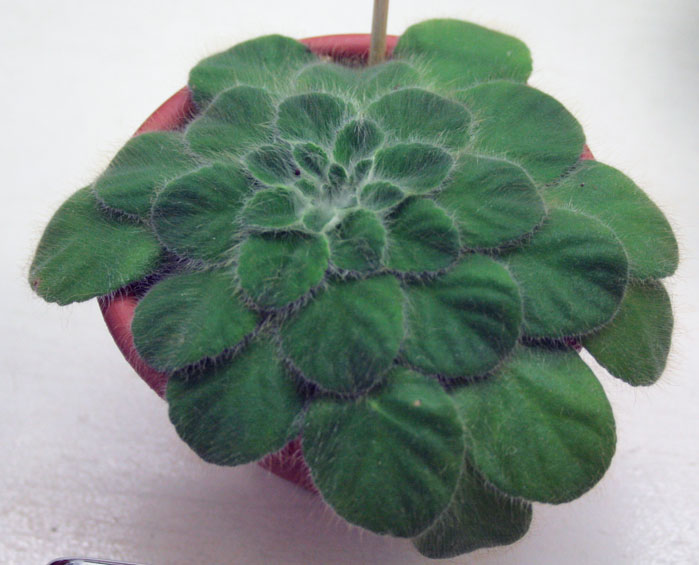 floribunda