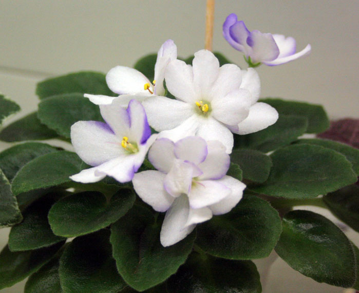 Alan's Snowdrop