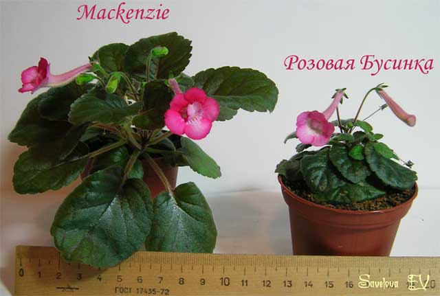 Mackenzie+Розовая_Бусинка.jpg
