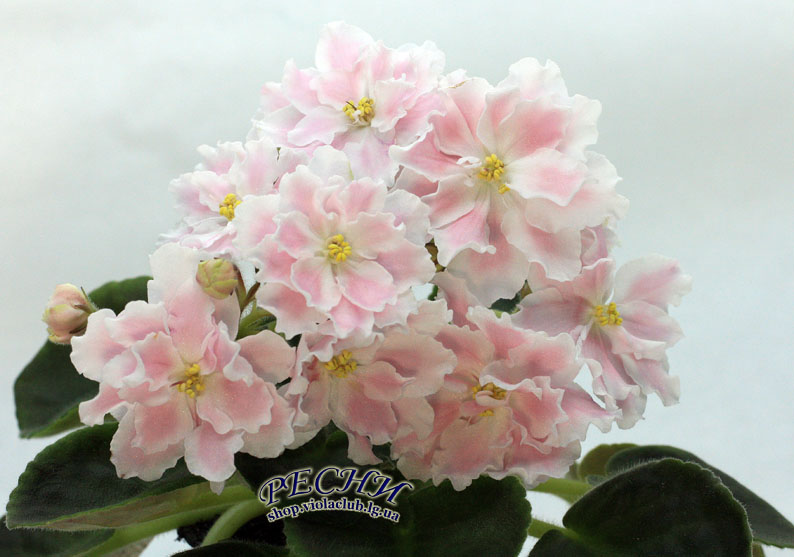 IMG_6228 копия.jpg