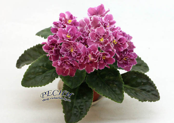IMG_6186 копия.jpg