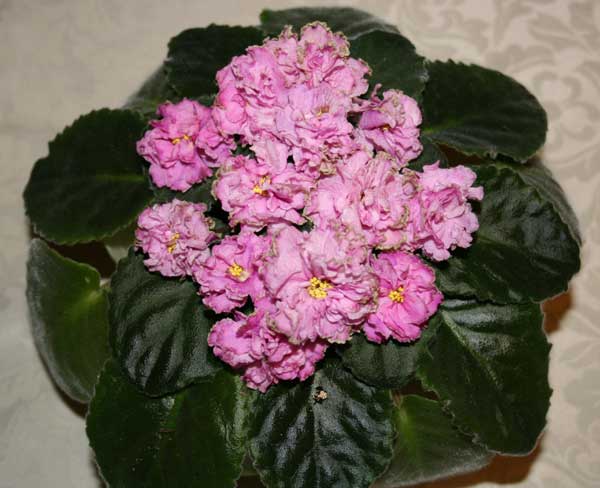 Конфетка-(Макуни)1.jpg