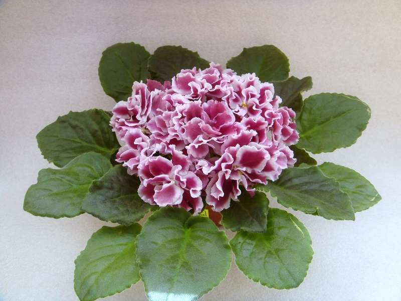 Морозная Вишня (К. Морев)