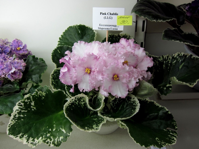 Pink-Chablis.jpg