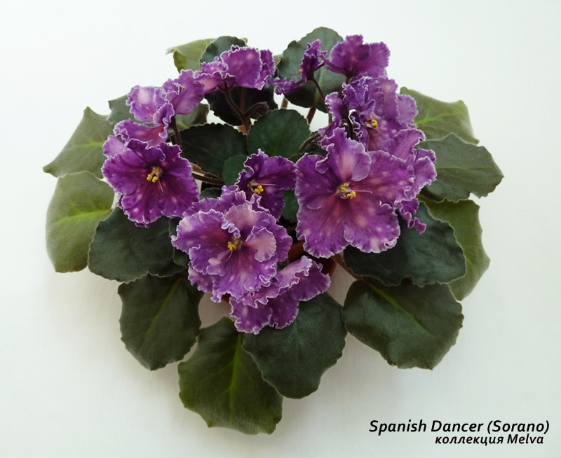 Spanish Dancer2 _mm.JPG