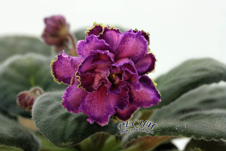 Копия IMG_5025 копия.jpg