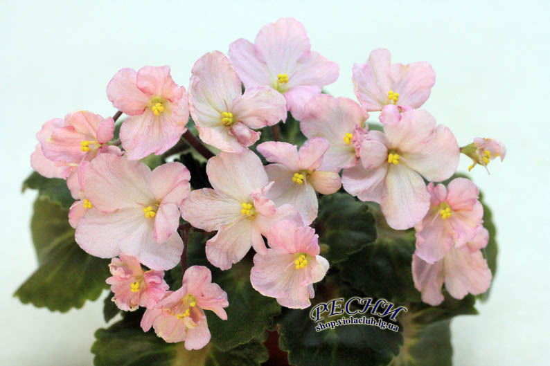 IMG_5260 копия.jpg