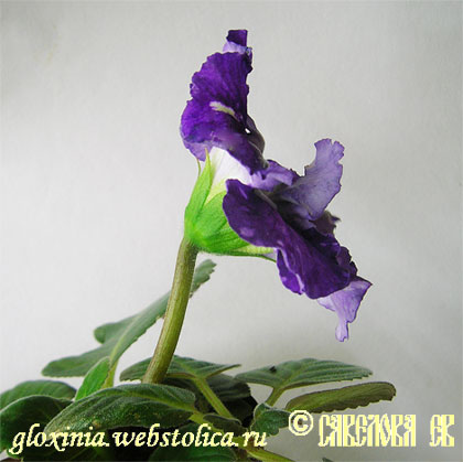 Вечерняя-Прохлада--цветонос-fl.jpg