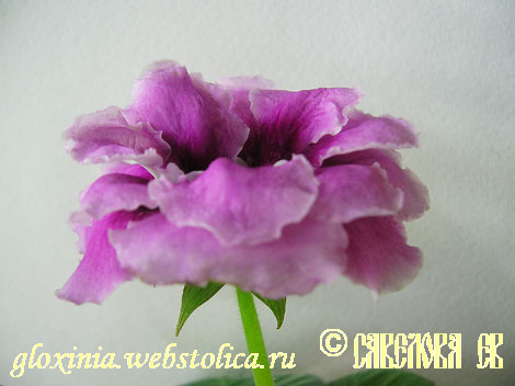 Цвет-Птичка-Фиалочка----fl.jpg