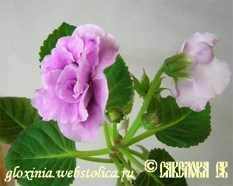 Цвет-Птичка-Фиалочка--2--fl.jpg